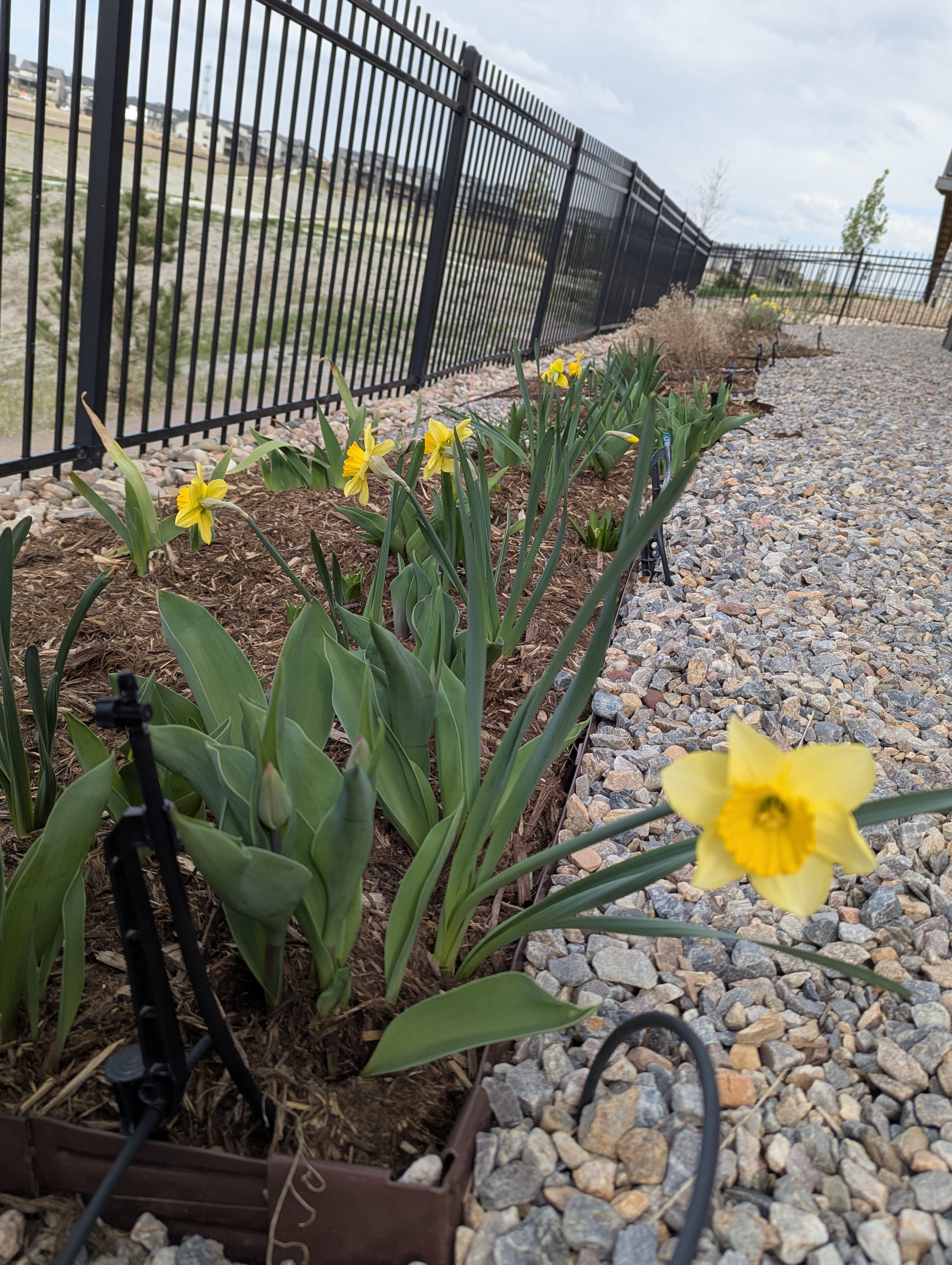 Garden, Flowers, Morrison, Colorado